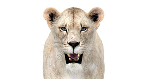 White Lioness 3D Model Thumbnail