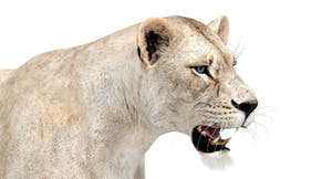 White Lioness 3D Model - Game-Ready Thumbnail