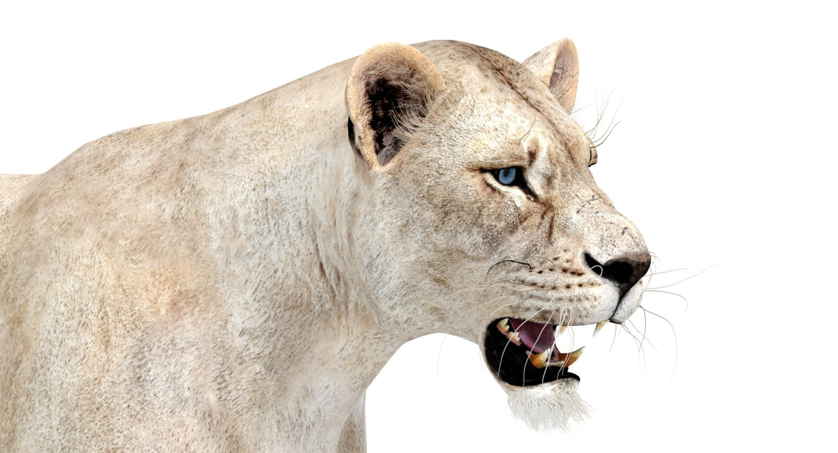 White Lioness 3D Model - Game-Ready