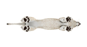 White Lioness 3D Model Thumbnail