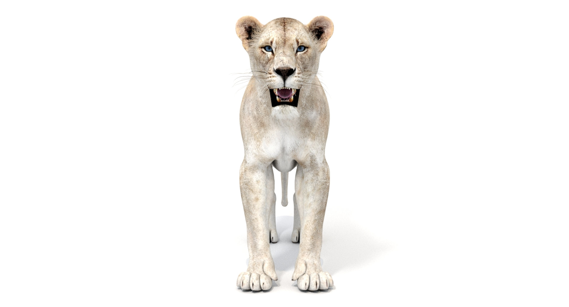 White Lioness 3D Model - 360 Degree View