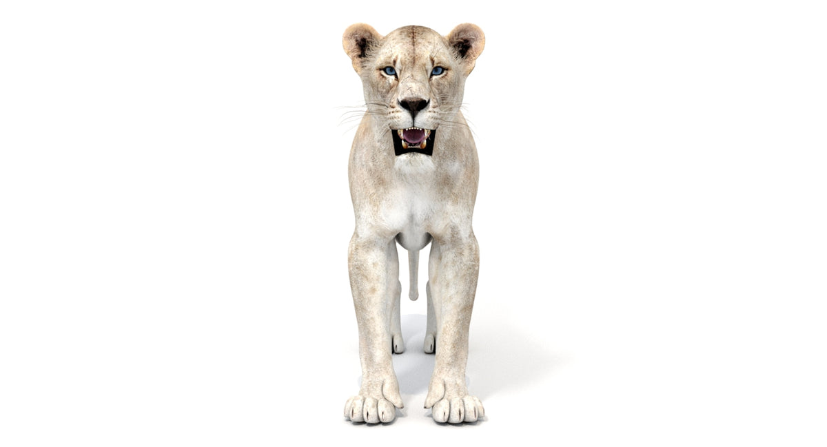 White Lioness 3D Model - Game-Ready - 360 Degree View