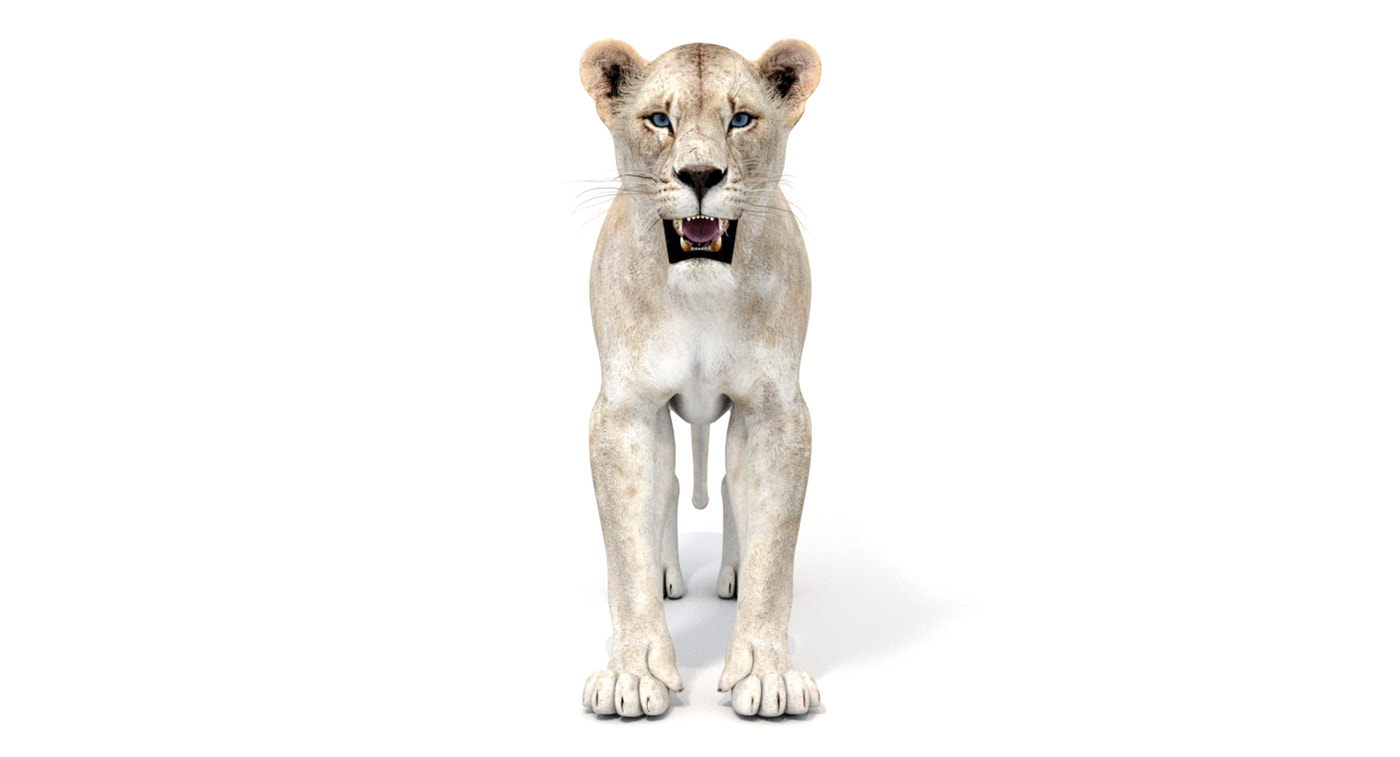 White Lioness 3D Model - 360 Degree View