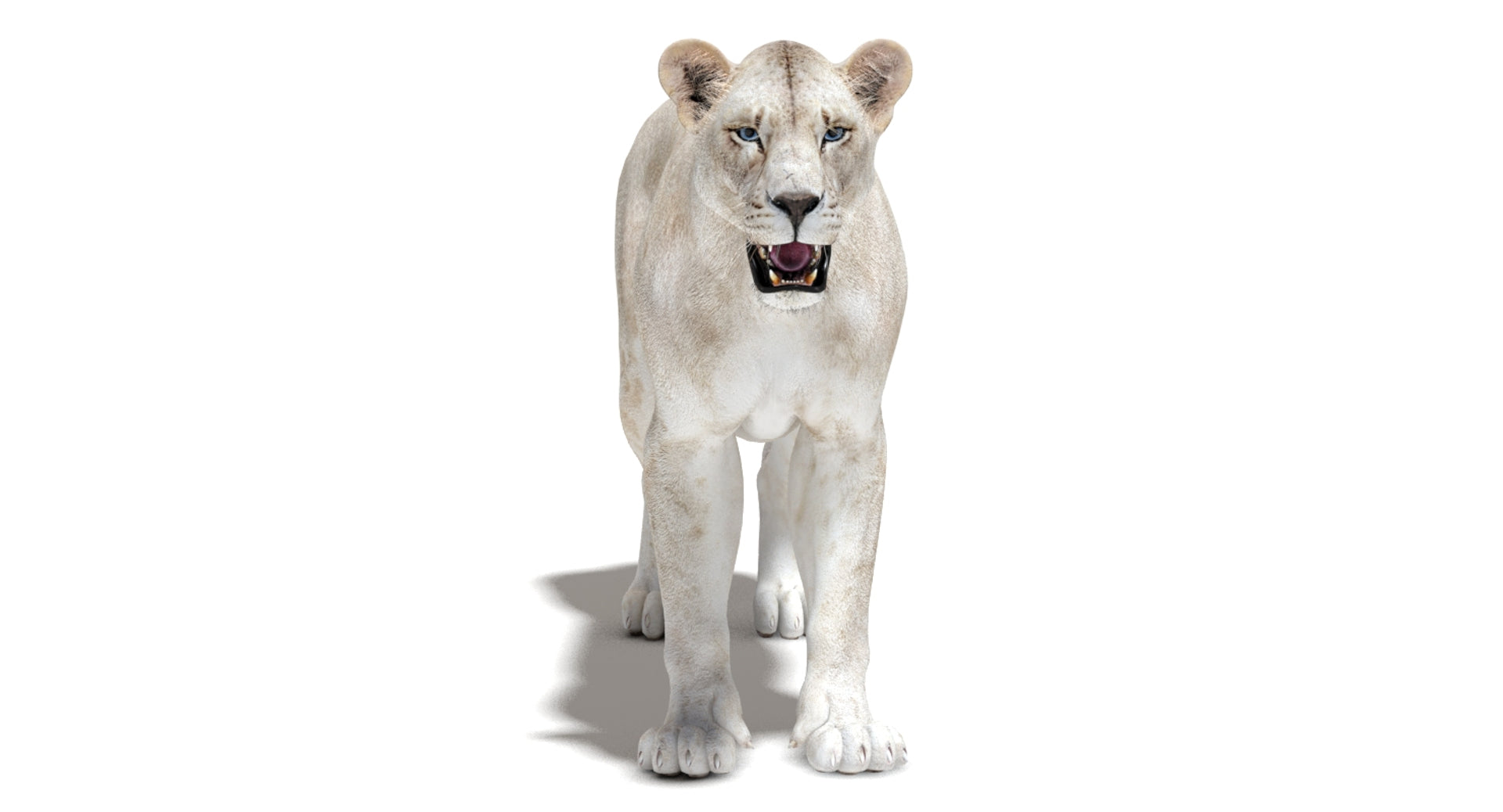 Rigged White Lioness 3D Model - 360 Degree View
