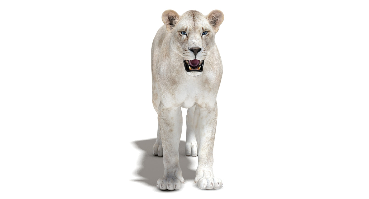 Rigged White Lioness 3D Model - 360 Degree View