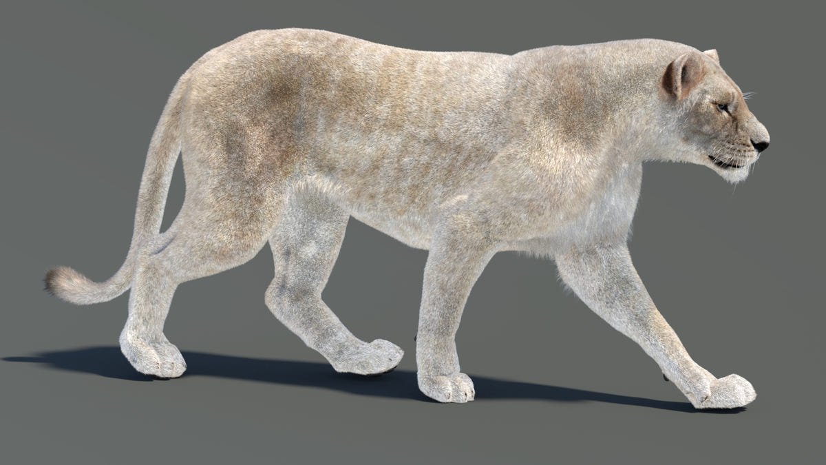 Animated White Lioness 3D Model - Hair and Fur - 360 Degree View