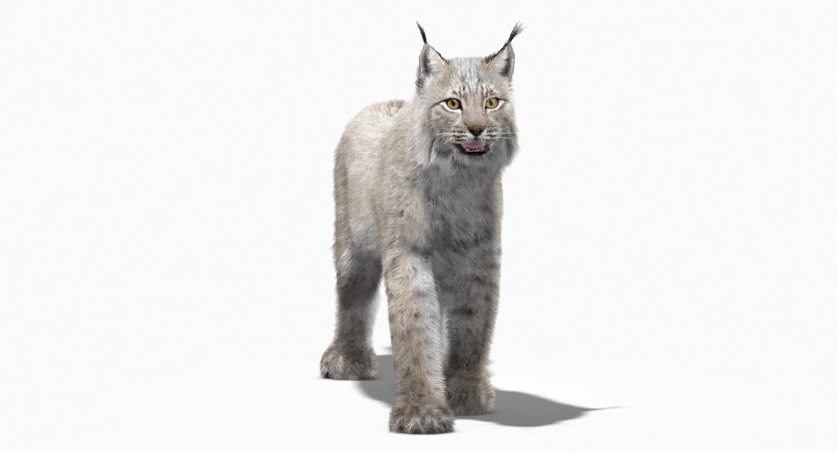 Animated White Eurasian Lynx Fur 3D Model - 360 Degree View