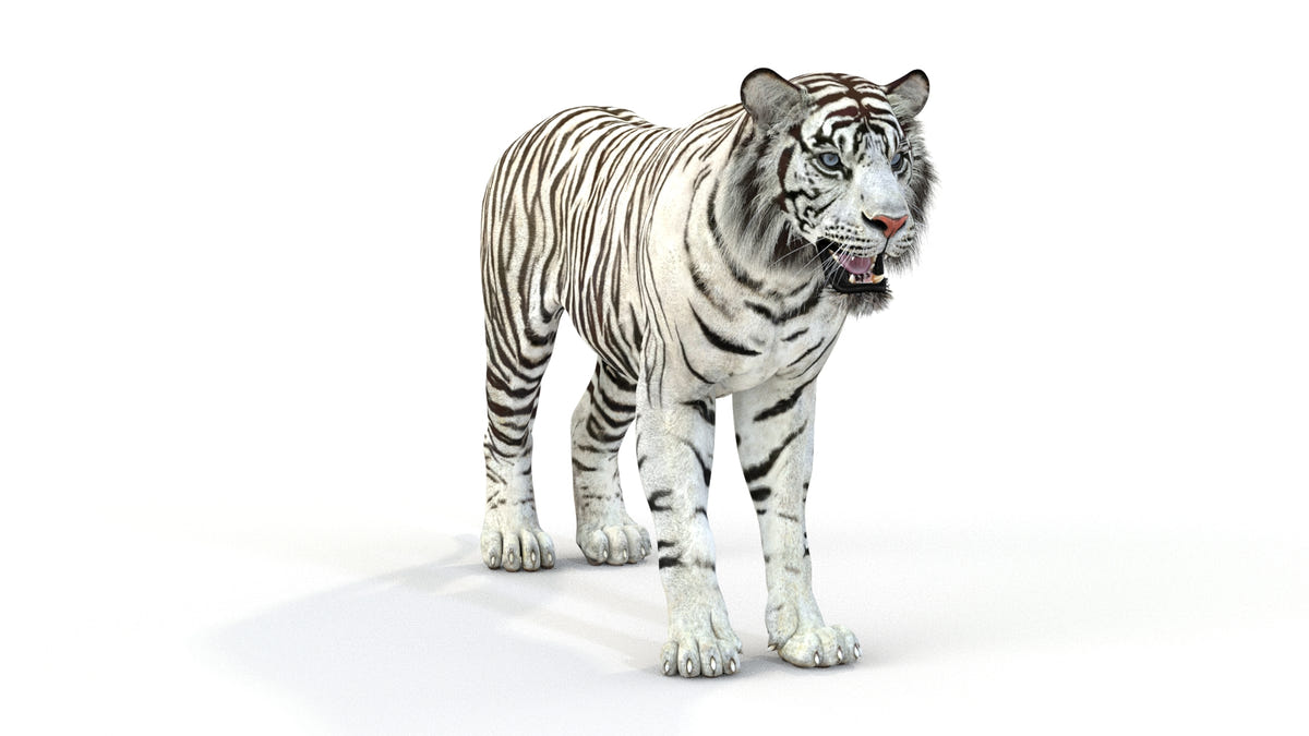 Game-Ready Sumatran White Tiger 3D Model - 360 Degree View