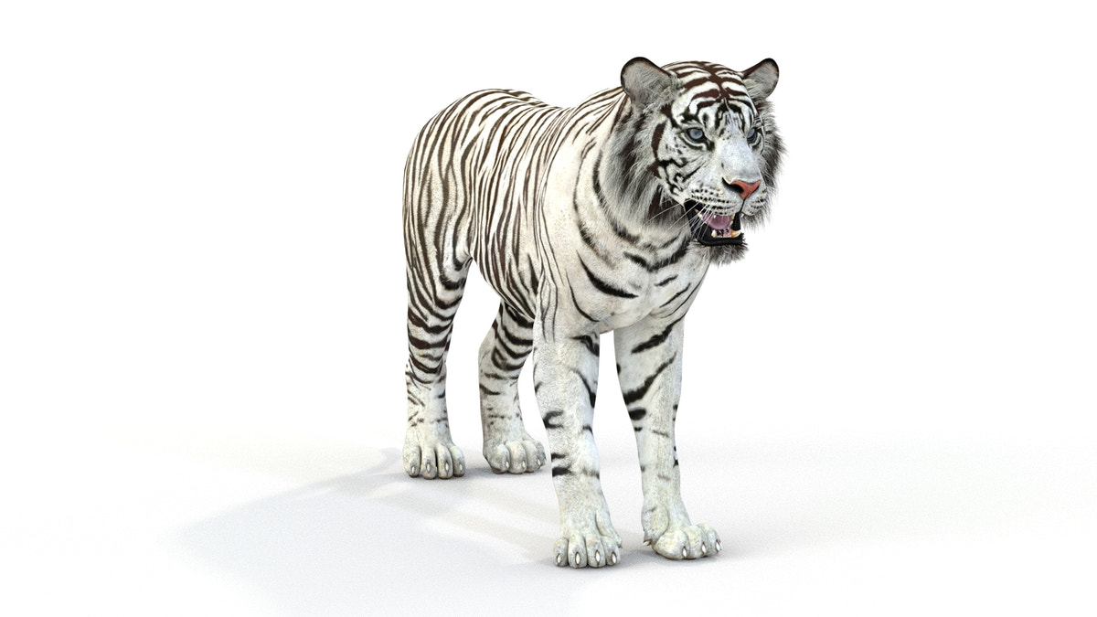 White Tiger 3D Model - 360 Degree View