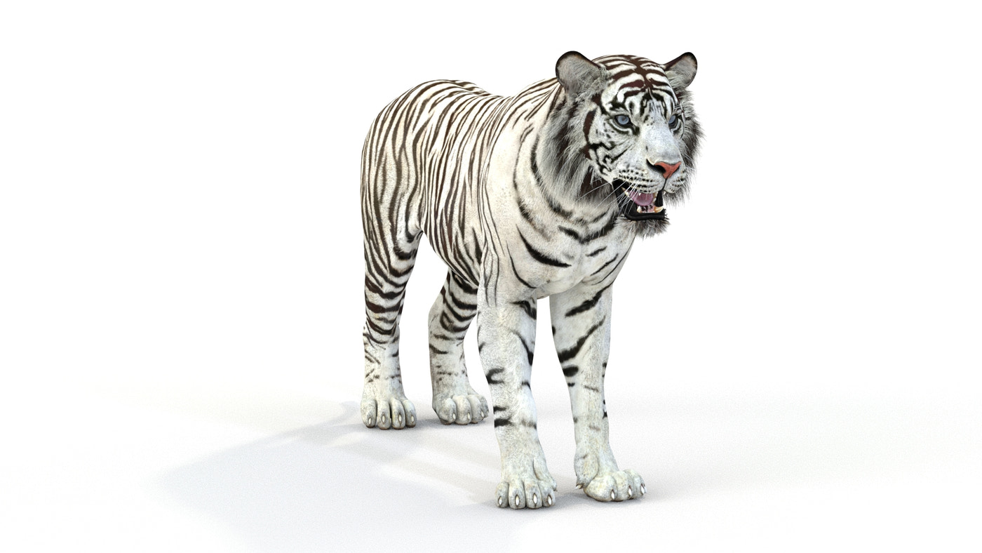 White Tiger 3D Model - 360 Degree View