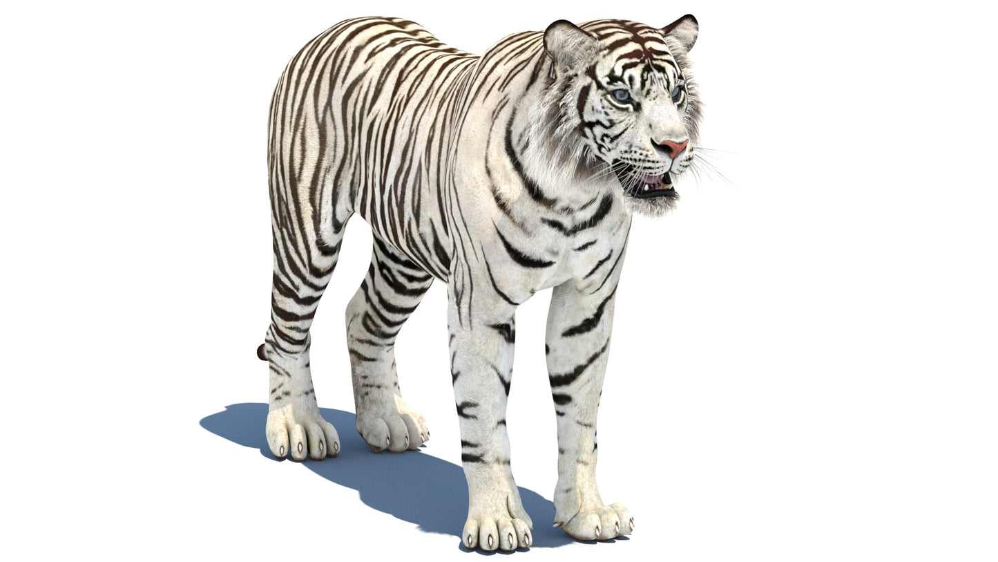 White Tiger 3D Model for Download