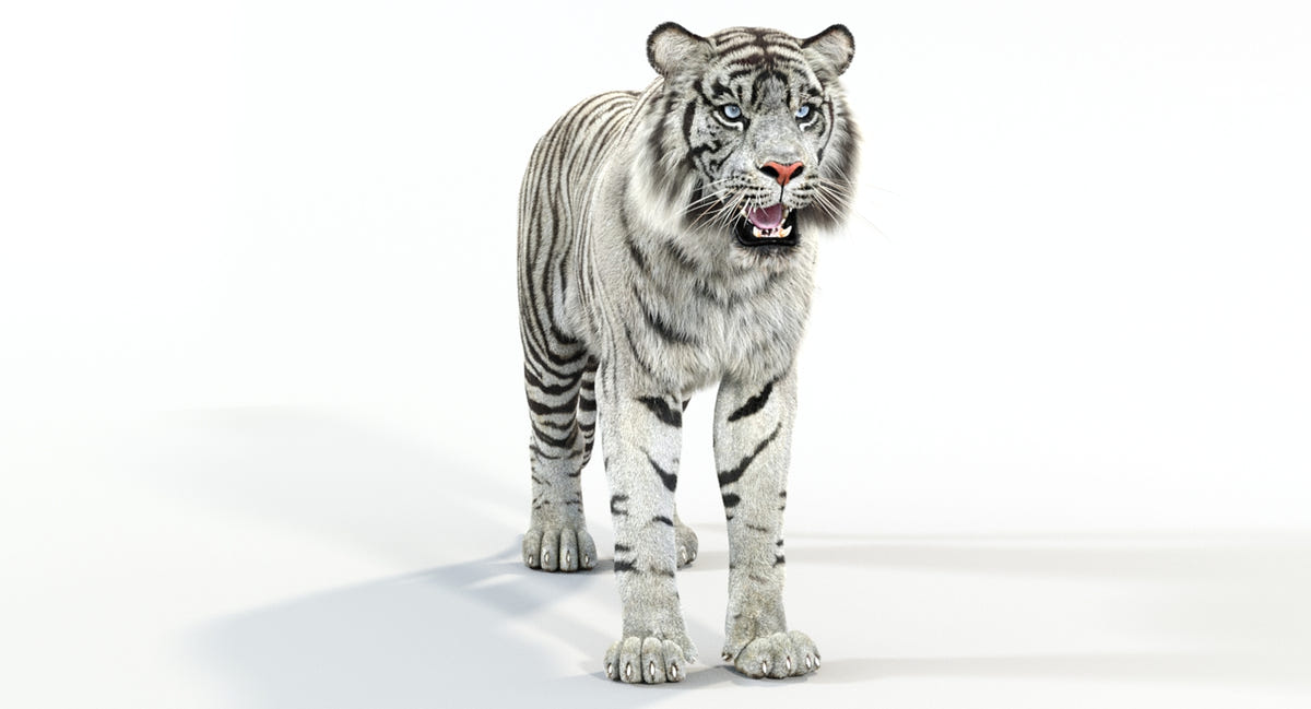 Animated White Tiger 3D Model - Hair and Fur - 360 Degree View