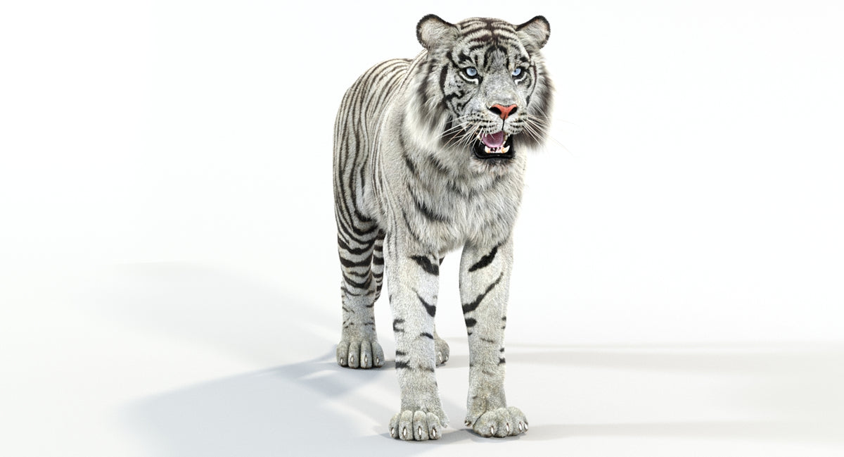 Animated White Tiger 3D Model - Hair and Fur - 360 Degree View