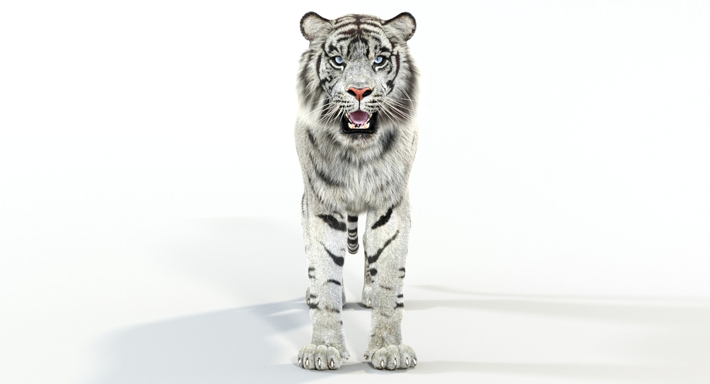 Animated White Tiger 3D Model with Fur - 360 Degree View