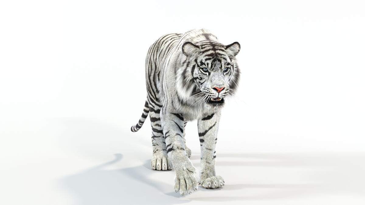 Animated White Tiger 3D Model - Hair and Fur - 360 Degree View