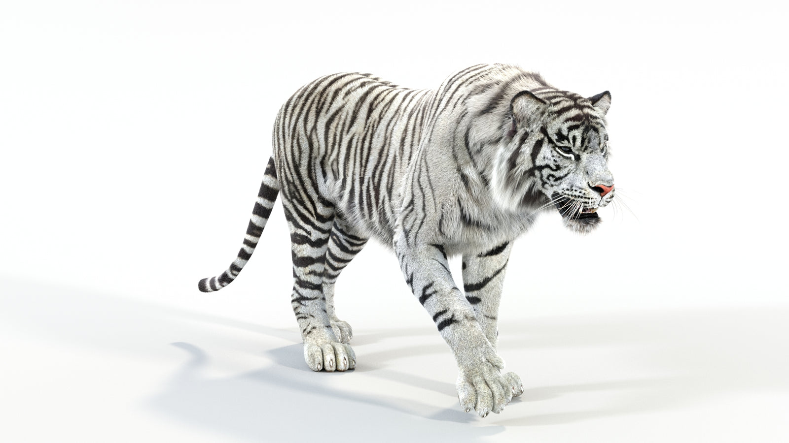 Animated White Tiger 3D Model with Fur 360° view 1 frame 3