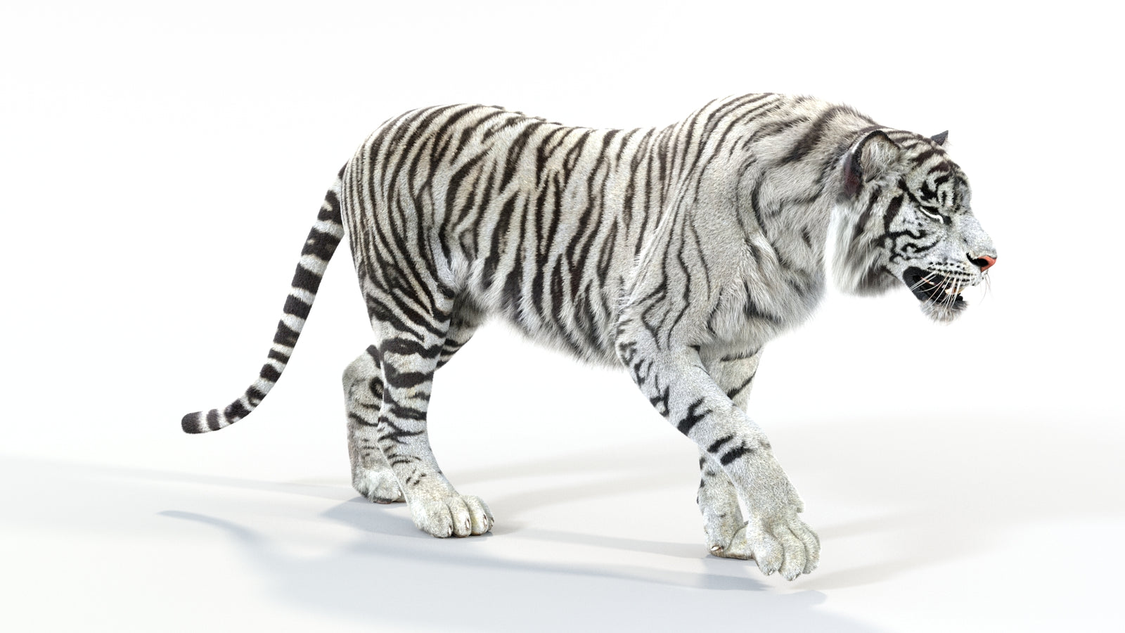 Animated White Tiger 3D Model with Fur 360° view 1 frame 5