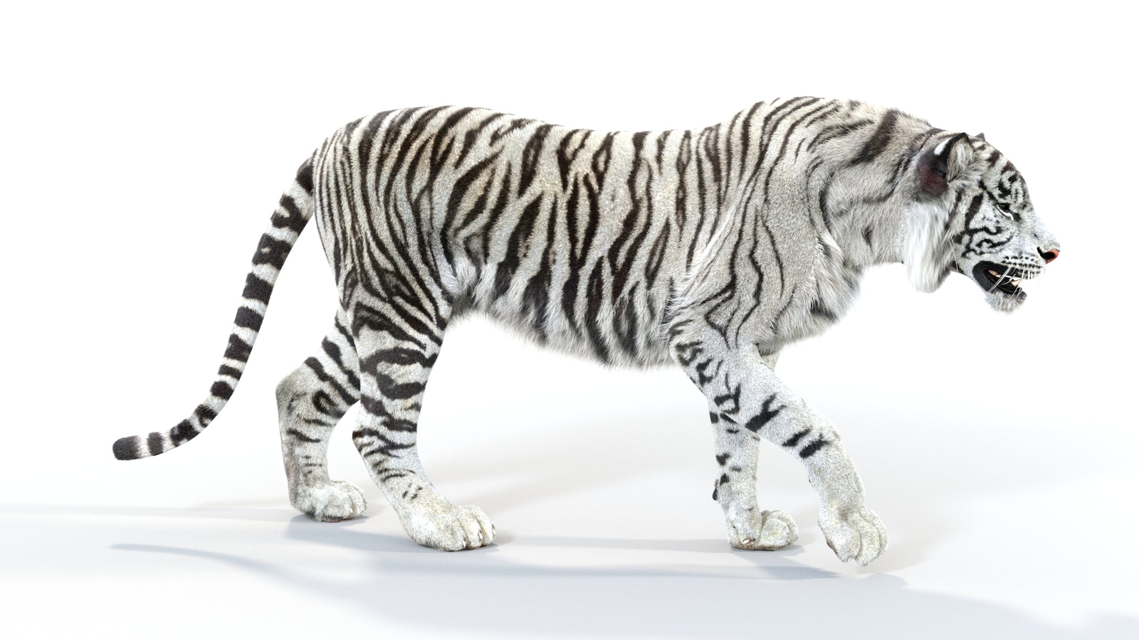 Animated White Tiger 3D Model with Fur 360° view 1 frame 7