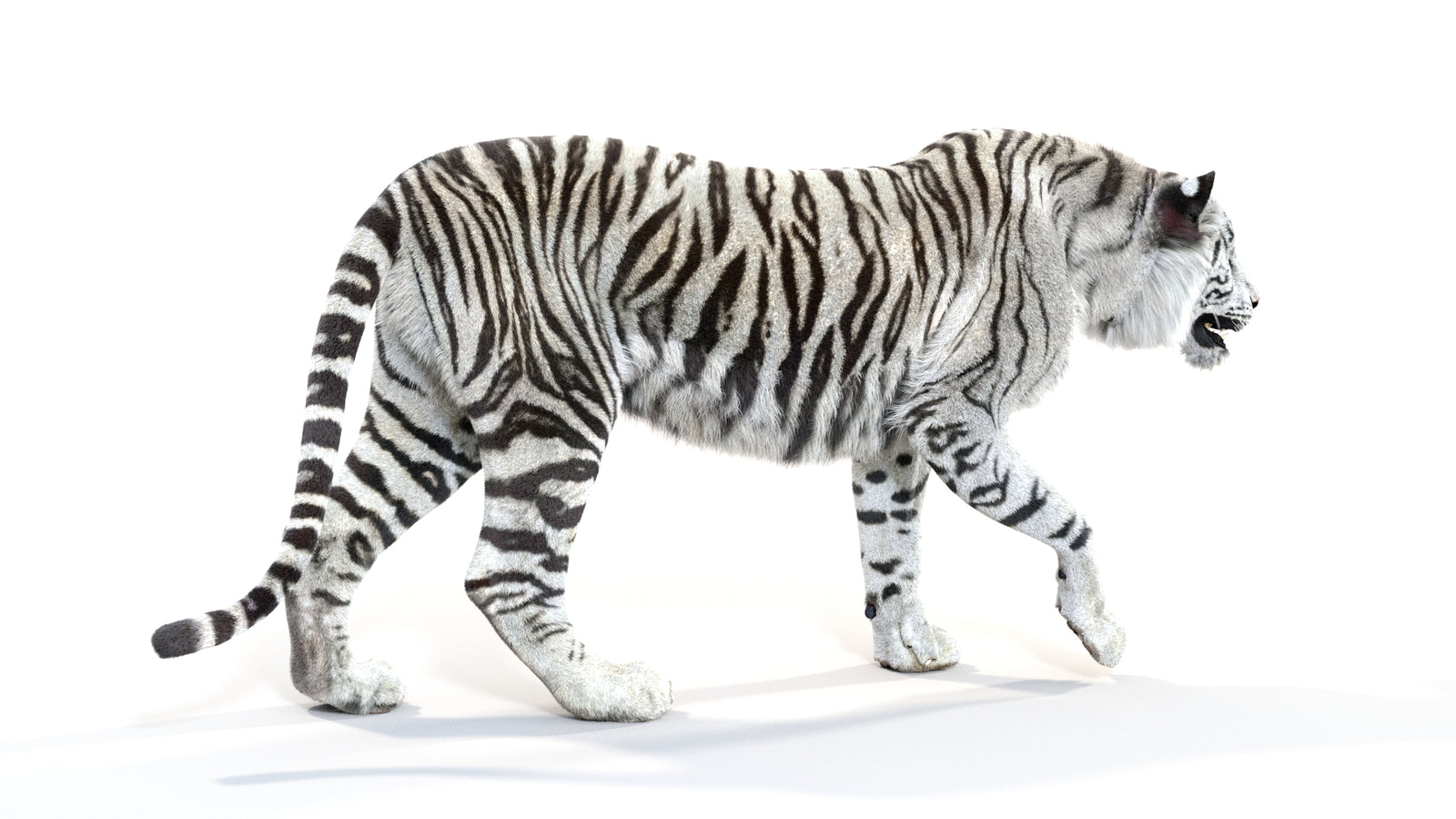 Animated White Tiger 3D Model with Fur 360° view 1 frame 11