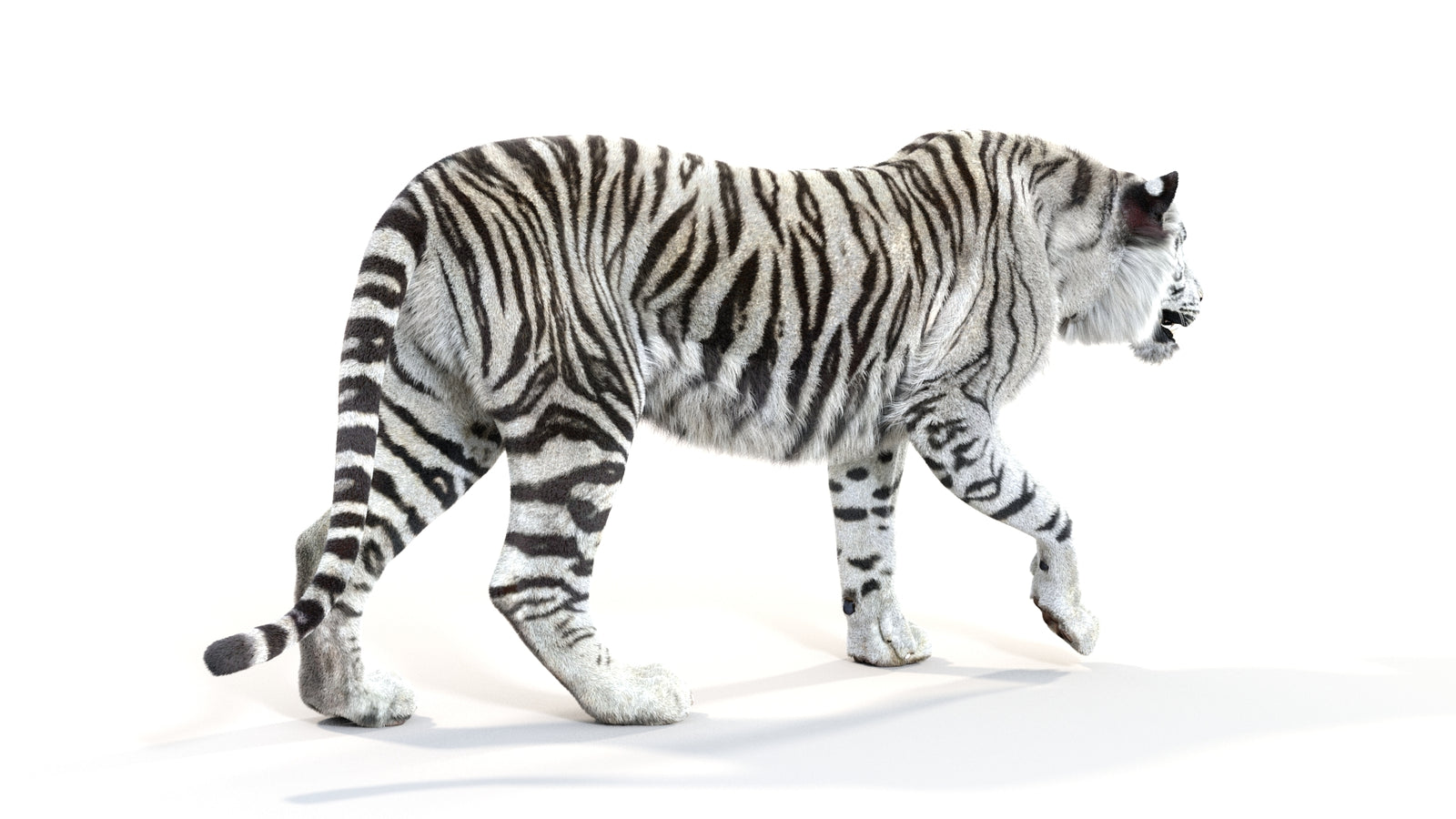 Animated White Tiger 3D Model with Fur 360° view 1 frame 12