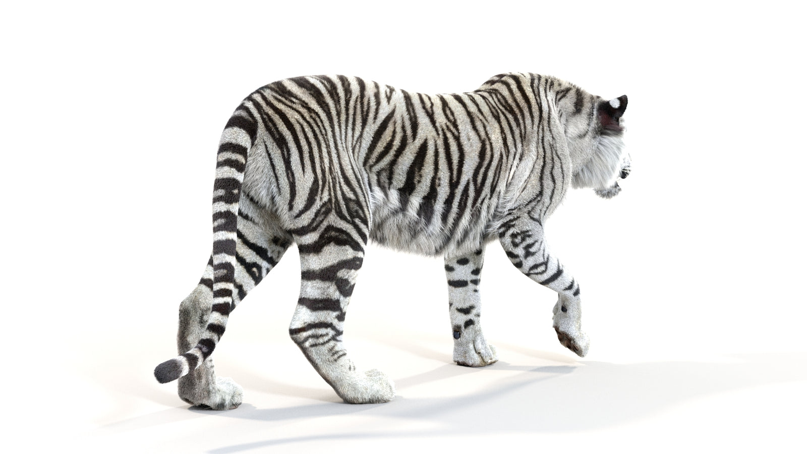 Animated White Tiger 3D Model with Fur 360° view 1 frame 13