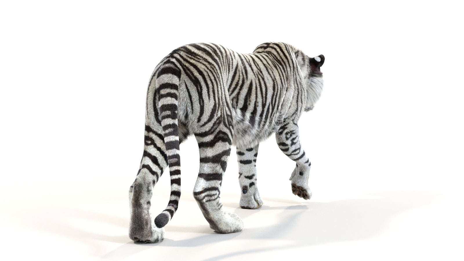 Animated White Tiger 3D Model with Fur 360° view 1 frame 15