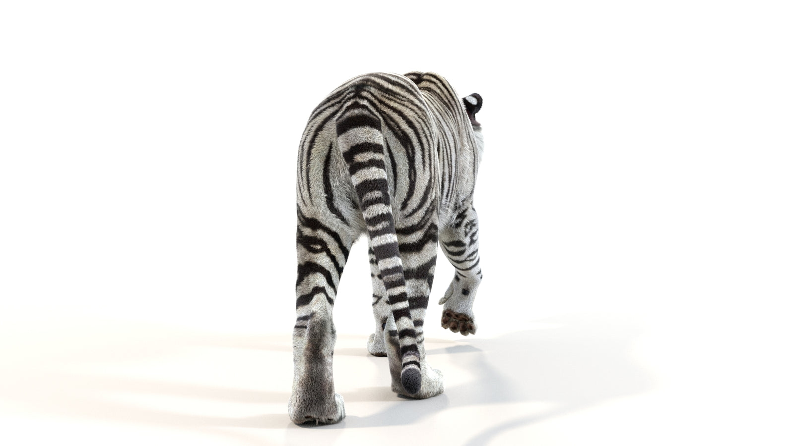 Animated White Tiger 3D Model with Fur 360° view 1 frame 17