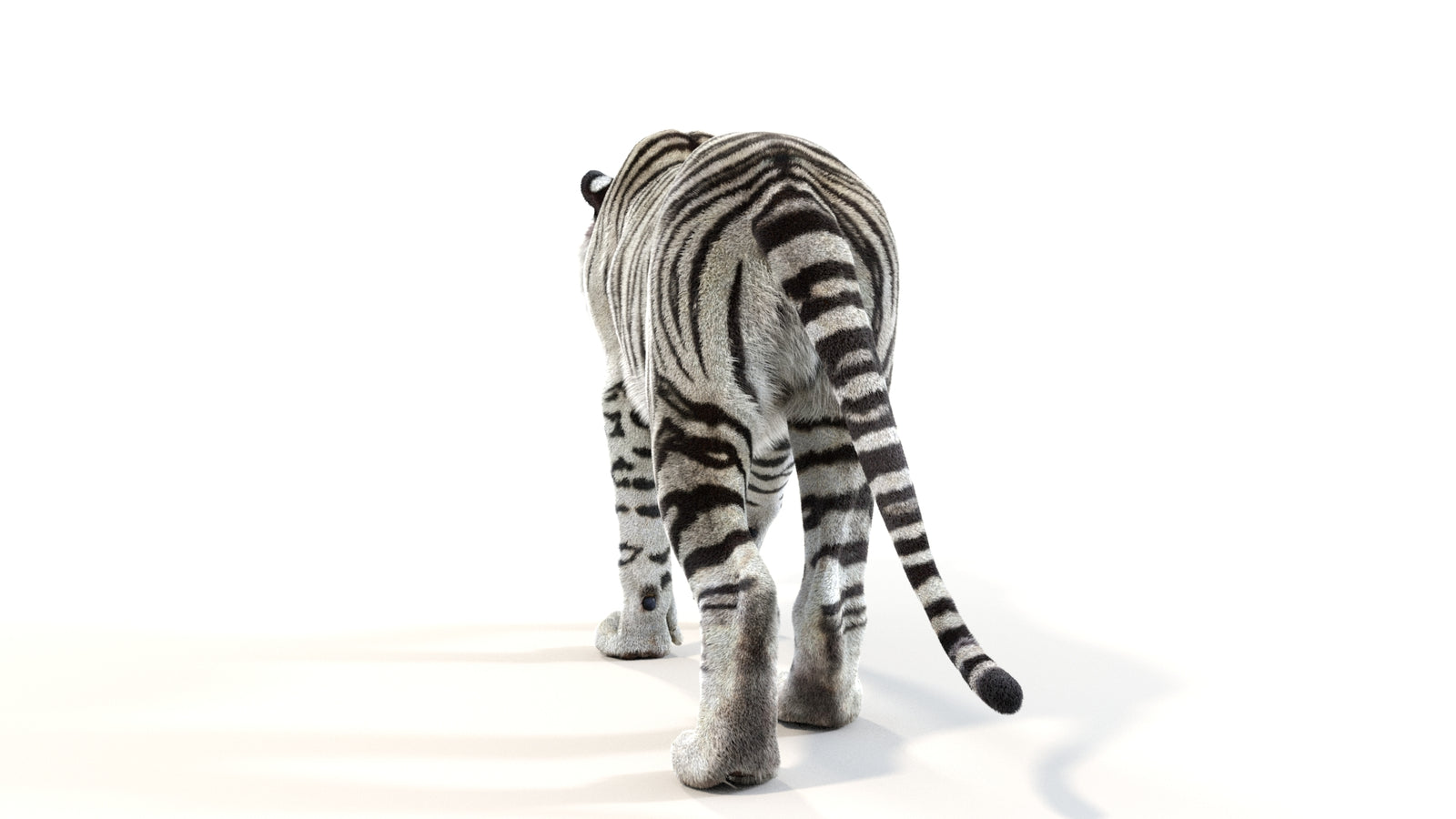 Animated White Tiger 3D Model with Fur 360° view 1 frame 19