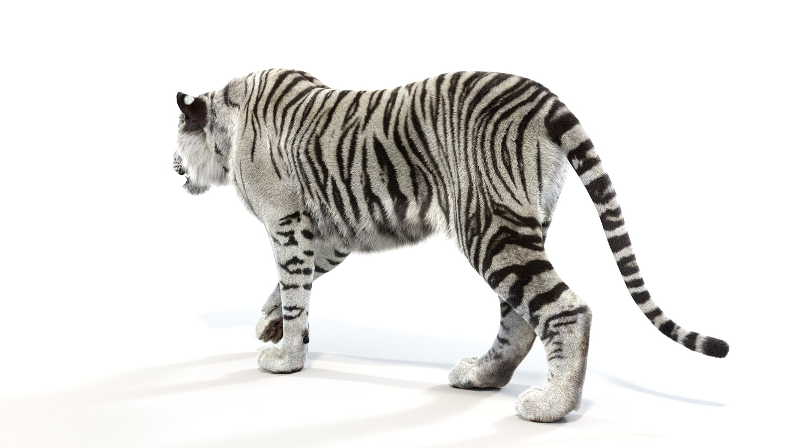 Animated White Tiger 3D Model with Fur 360° view 1 frame 23