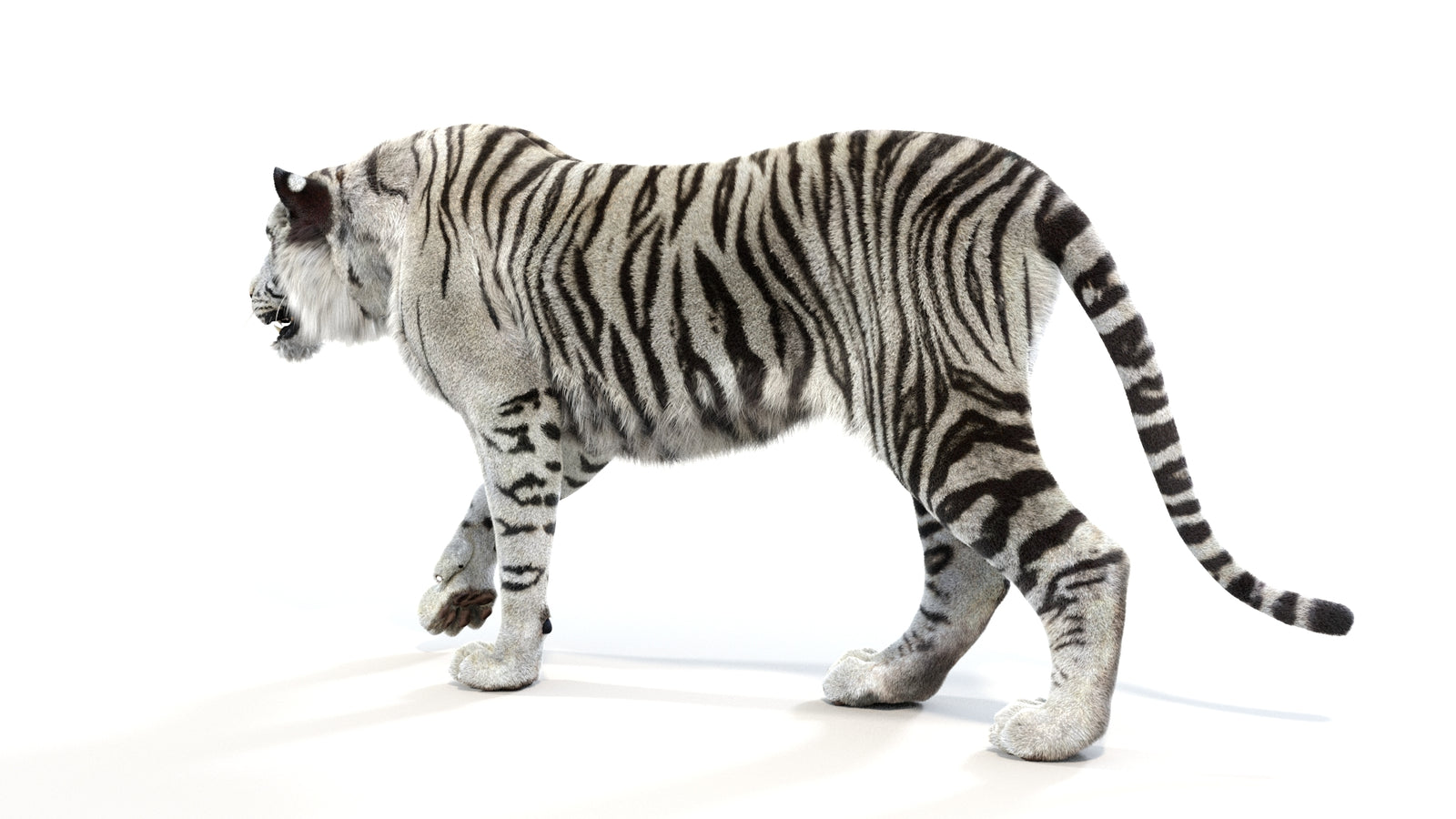 Animated White Tiger 3D Model with Fur 360° view 1 frame 24