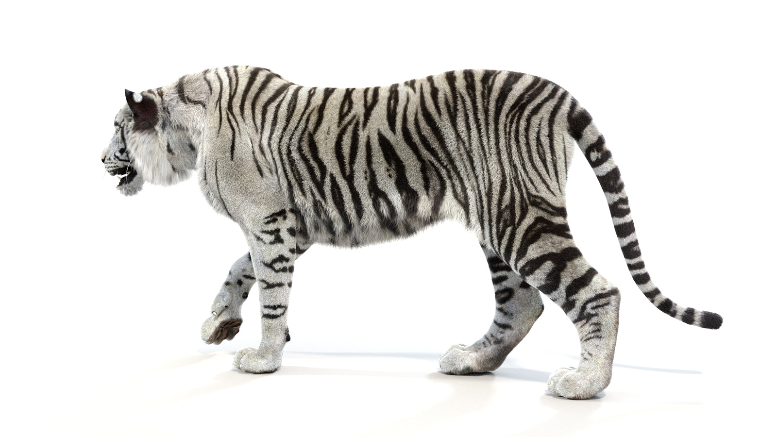 Animated White Tiger 3D Model with Fur 360° view 1 frame 25