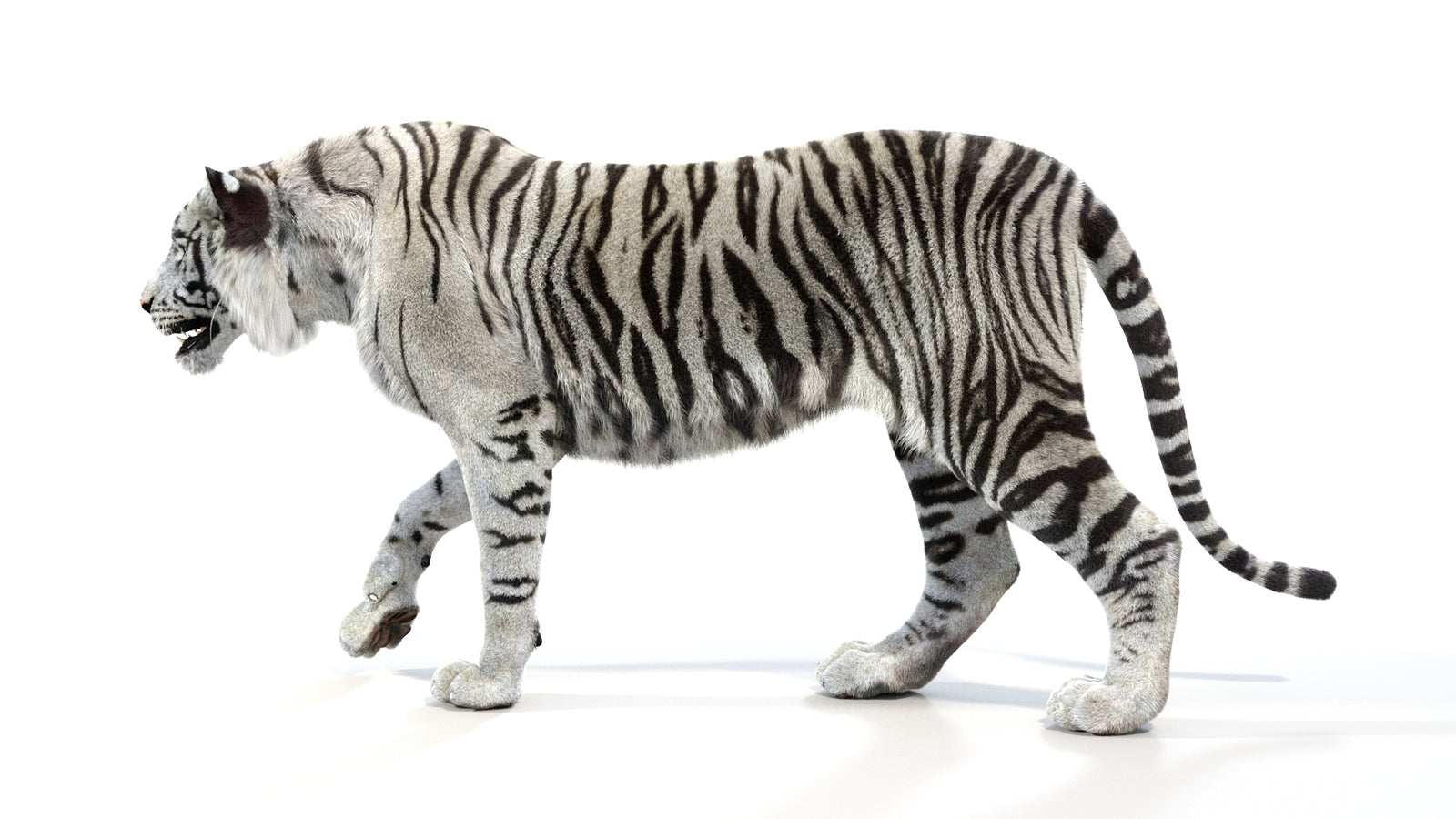 Animated White Tiger 3D Model with Fur 360° view 1 frame 26