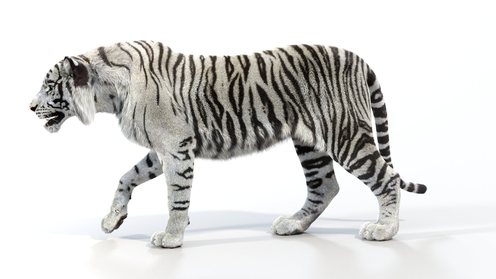Animated White Tiger 3D Model with Fur 360° view 1 frame 28