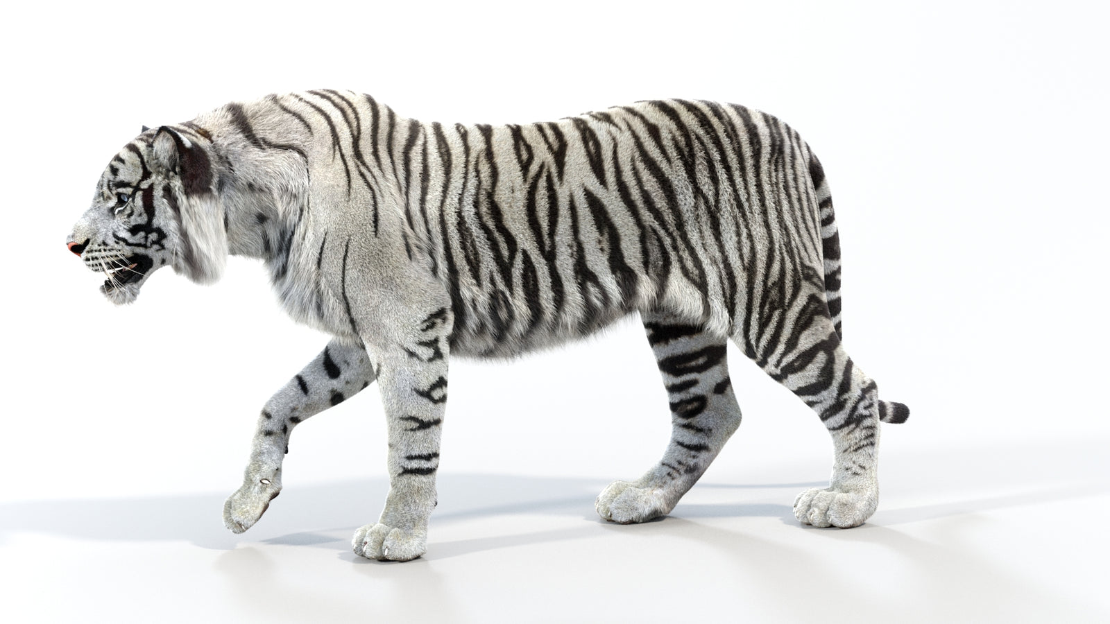 Animated White Tiger 3D Model with Fur 360° view 1 frame 29