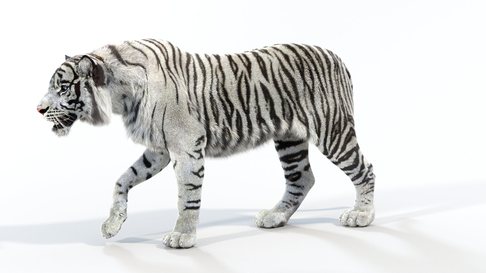 Animated White Tiger 3D Model with Fur 360° view 1 frame 30