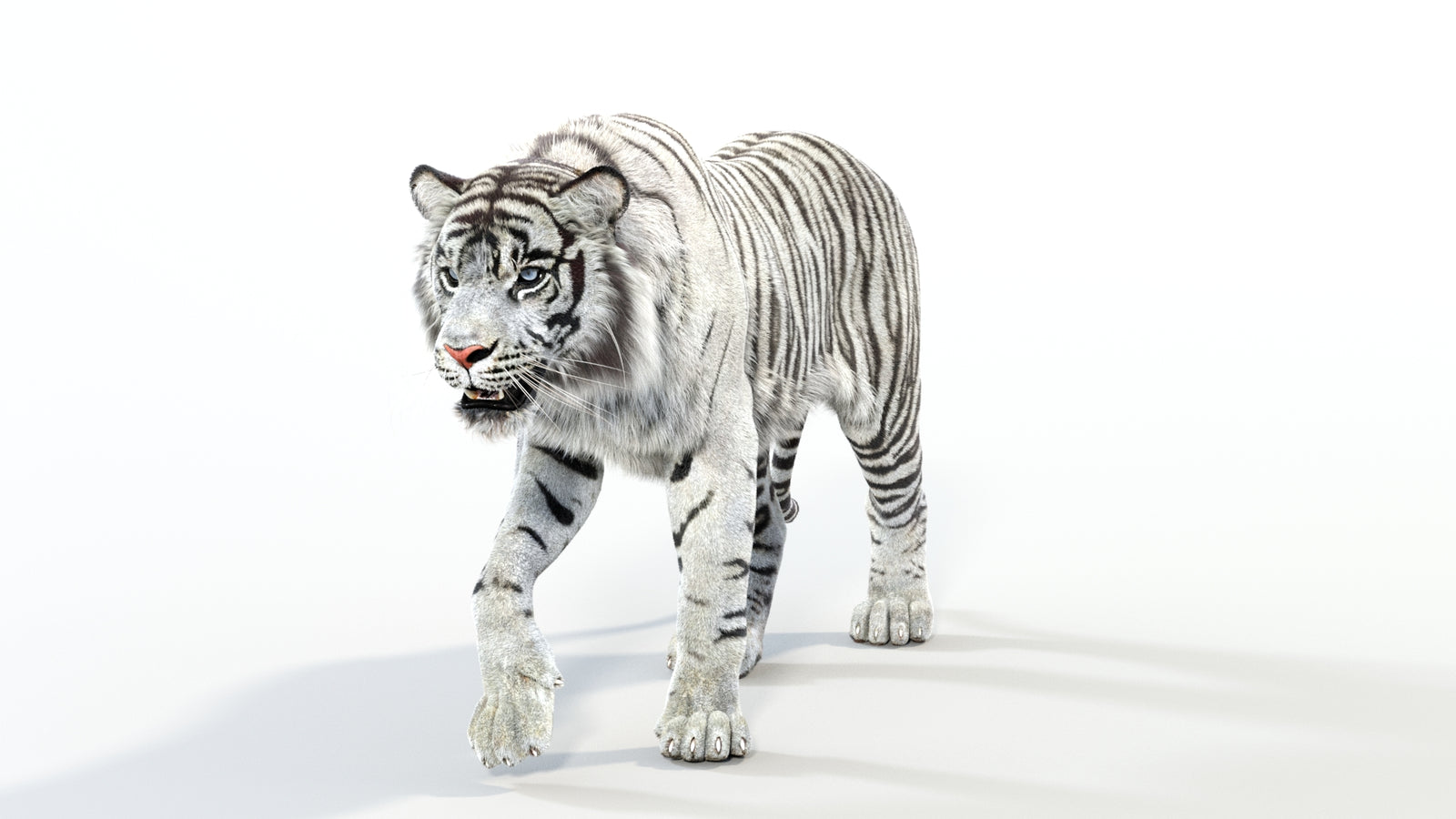 Animated White Tiger 3D Model with Fur 360° view 1 frame 34