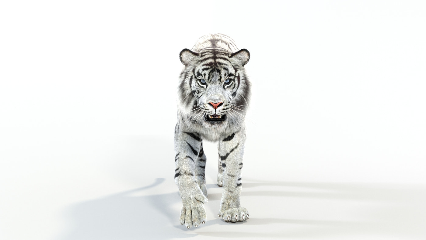 Animated White Tiger 3D Model with Fur - 360 Degree View
