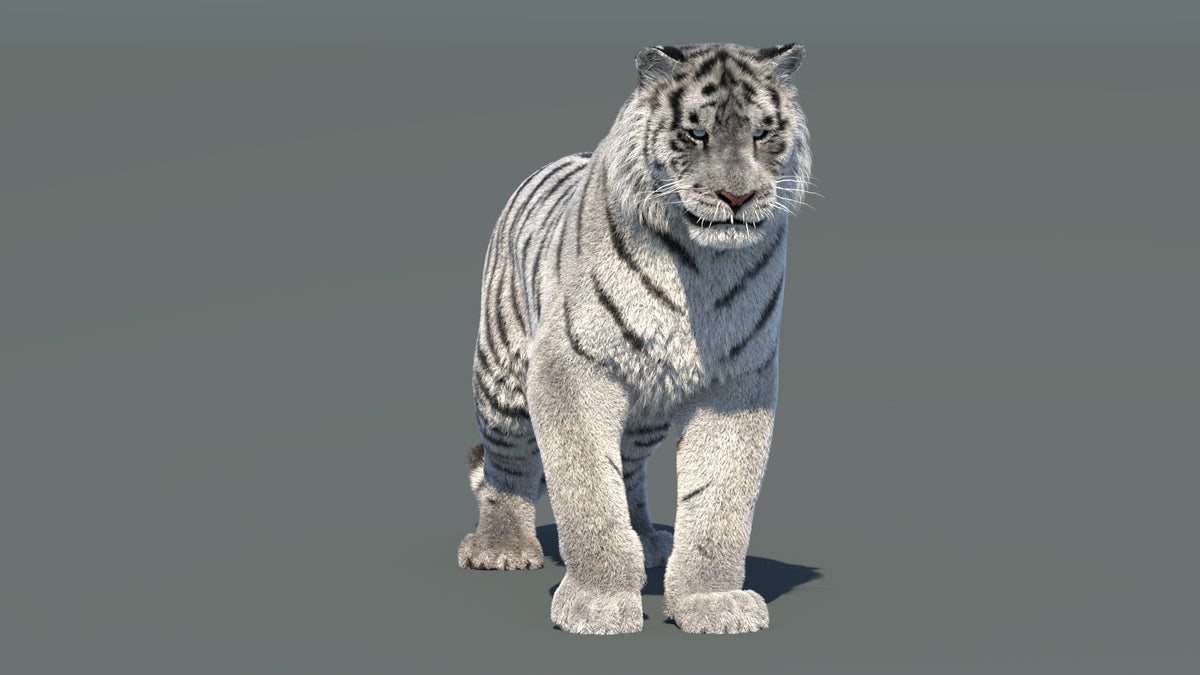 Rigged Siberian White Tiger 3D Model - Hair and Fur - 360 Degree View
