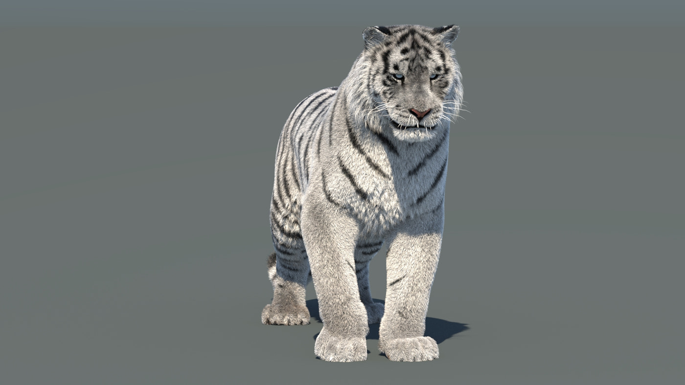 Rigged Siberian White Tiger 3D Model - 360 Degree View