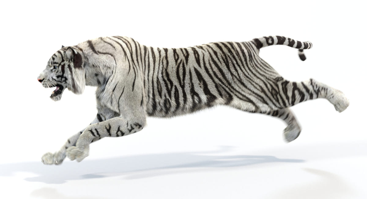 Animated White Tiger 3D Model - Hair and Fur - 360 Degree View