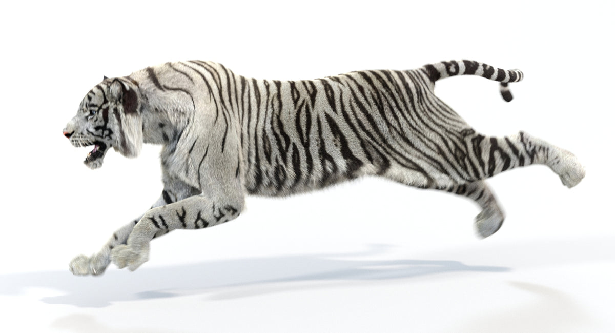 Animated White Tiger 3D Model - Hair and Fur - 360 Degree View