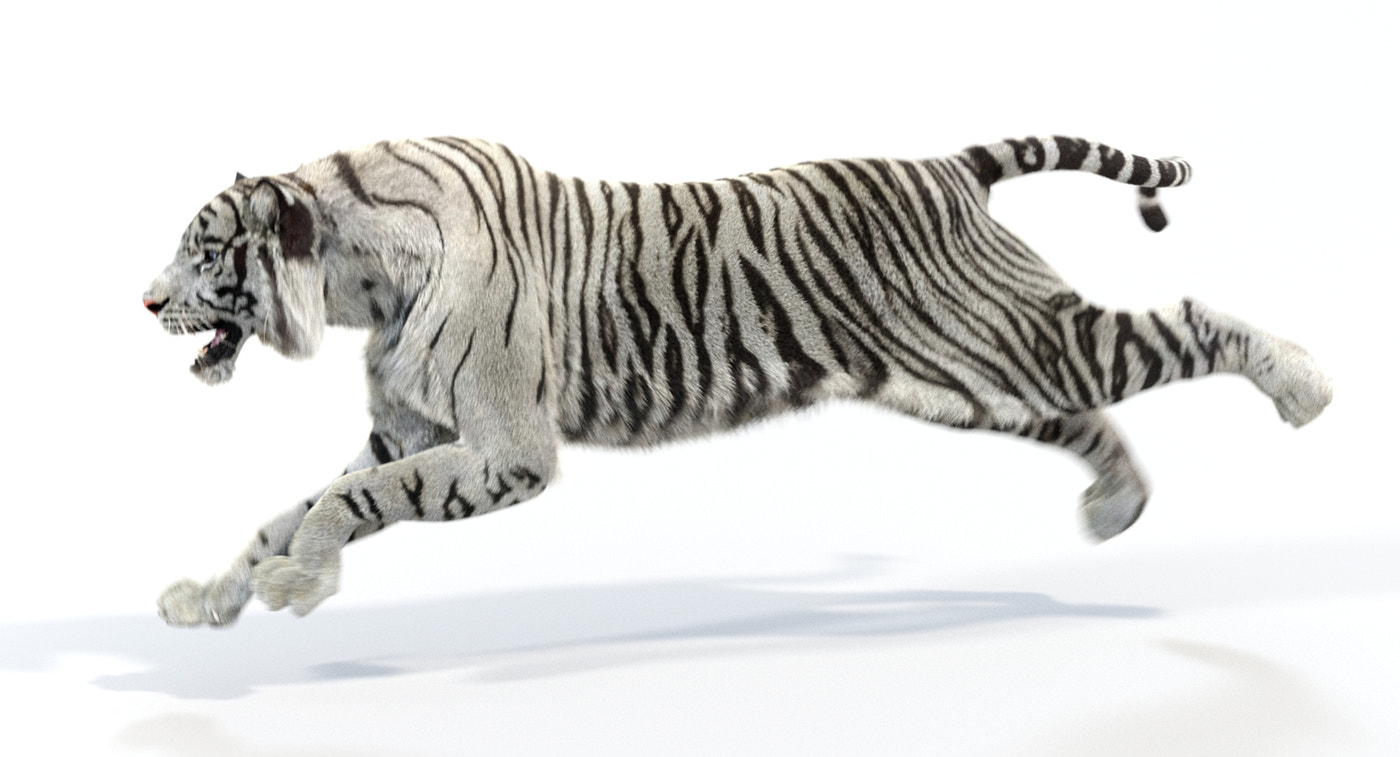 Animated White Tiger 3D Model with Fur - 360 Degree View