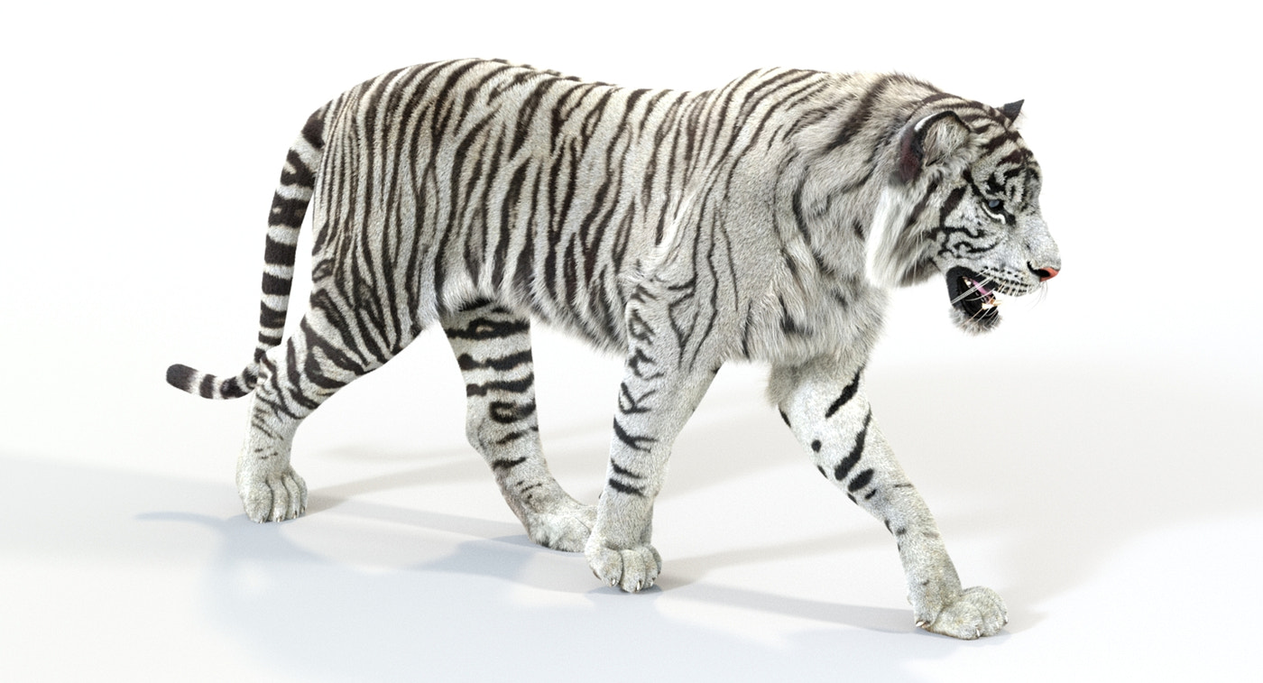 Animated White Tiger 3D Model with Fur - 360 Degree View