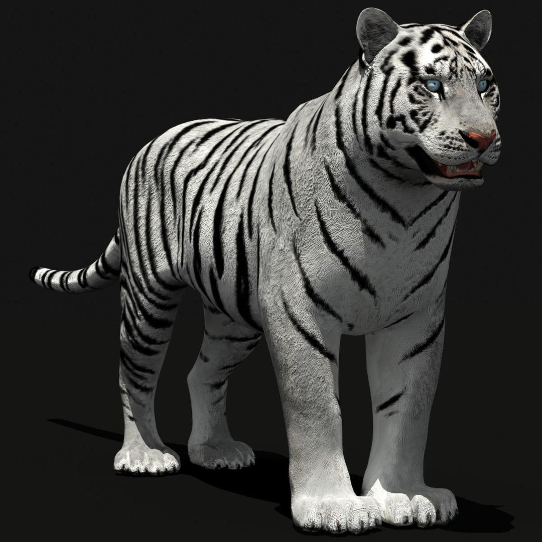 Tiger Amur White 3D Model