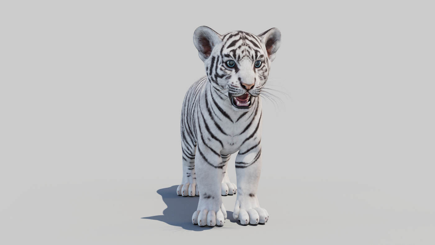 White Tiger Cub 3D Model - Game Ready - 360 Degree View