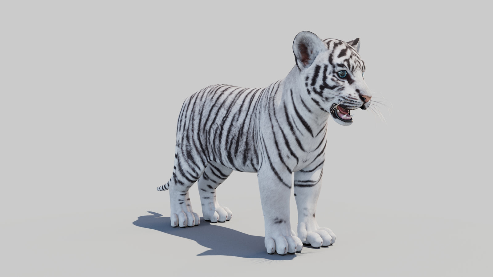 White Tiger Cub 3D Model 360° view 1 frame 4