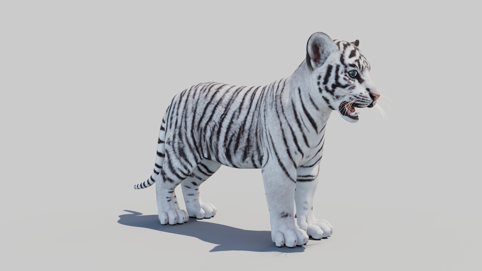White Tiger Cub 3D Model 360° view 1 frame 5
