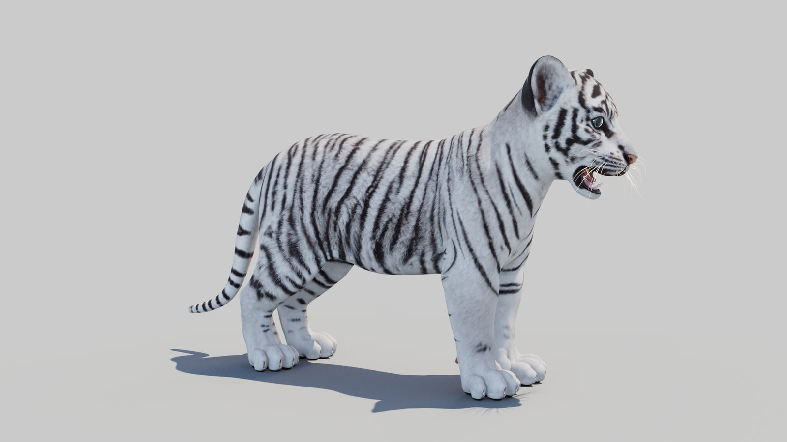 White Tiger Cub 3D Model 360° view 1 frame 6