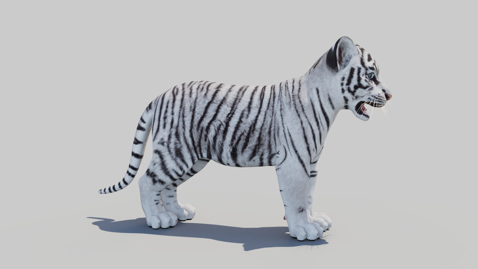 White Tiger Cub 3D Model 360° view 1 frame 7
