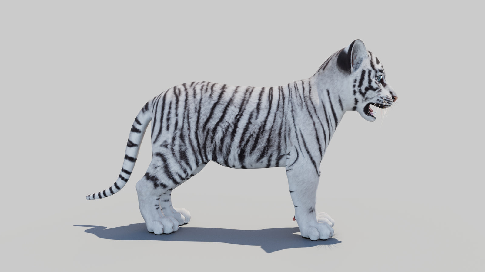 White Tiger Cub 3D Model 360° view 1 frame 8